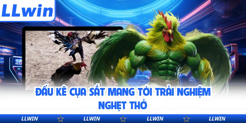 Đấu kê cựa sắt mang tới trải nghiệm nghẹt thở